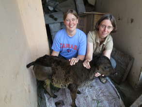 Volunteer Vets and Calf