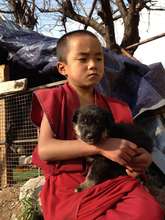 Little Monk with Little Puppy