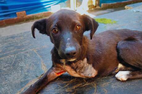 Help Street Dogs in Dharamsala and Save Lives