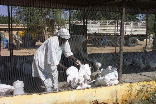 Livelihoods for Families Through Livestock, Sudan