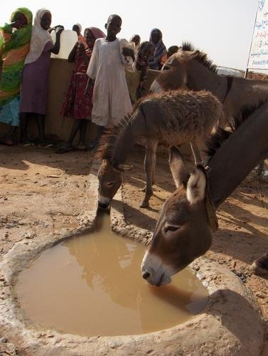 Livelihoods for Families Through Livestock, Sudan