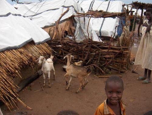 Livelihoods for Families Through Livestock, Sudan