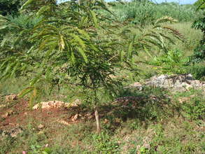 Trees for Solar powered flashlights