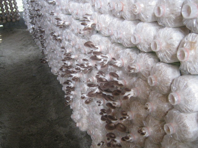 Organic mushrooms to stop poaching & poverty!