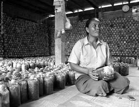 Organic mushroom grower Nuan Muangchan