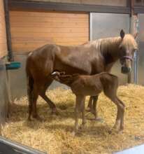 Tilly and her newborn foal