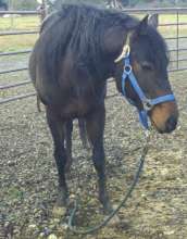 Lincoln getting used to a halter