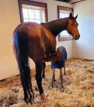 Three days post foaling, when all was finally well