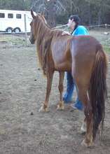 Penny, the emaciated, lonely mare.