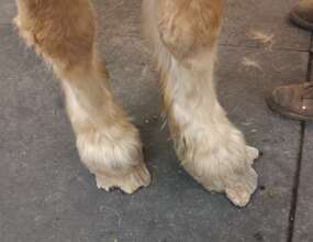 The condition of Bell's feet