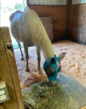 Snow already getting pampered in her foster home.