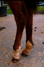 Chickadee with a sore hind fetlock