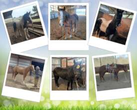 Some of the horses currently in training.