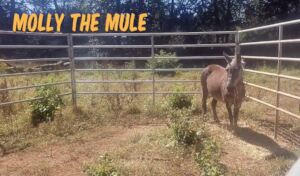 Molly the Mule