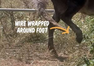 Wire wrapped around her leg