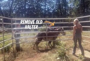 Remove the halter that had been on for 12 + years