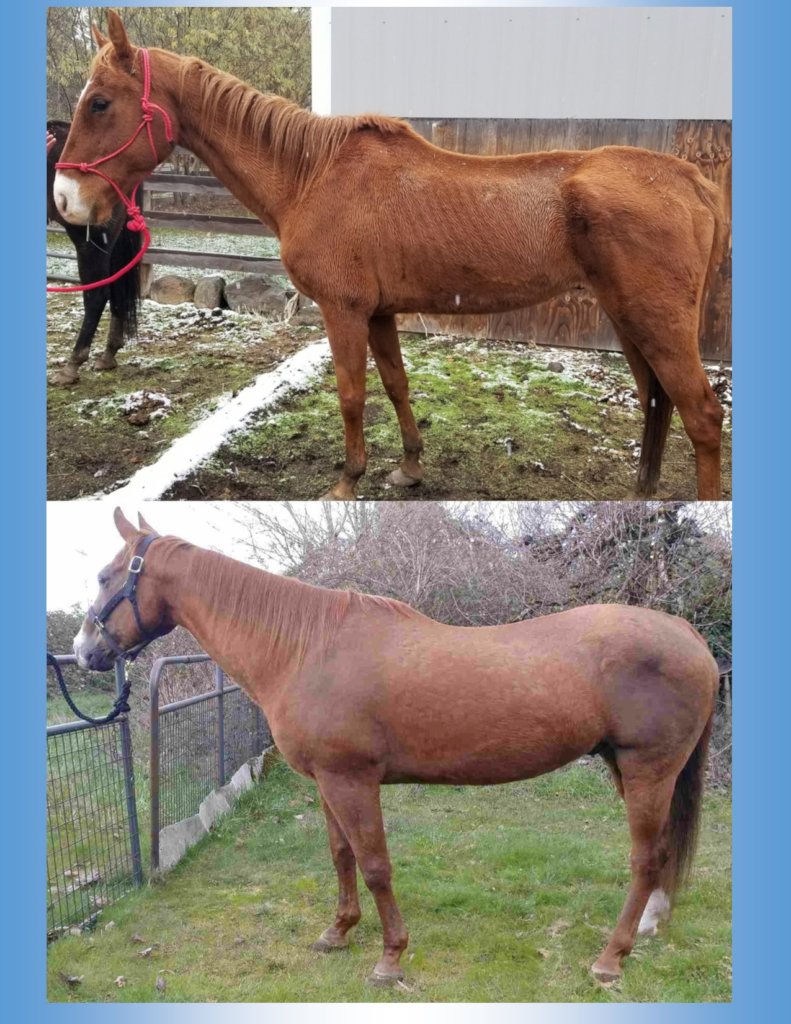 Give Health & Purpose to a Neglected Horse