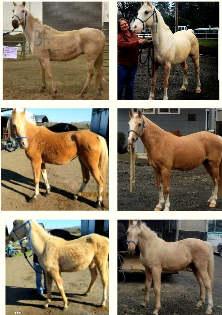 Give Health & Purpose to a Neglected Horse