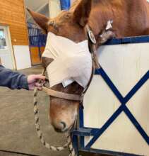 After her damaged eye was removed.