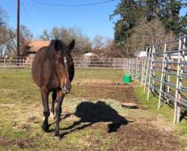 Donella greeting us at the fence