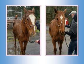 The girls getting veterinary exams at intake