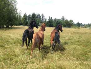 3 of the horses enjoying rehab!