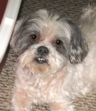 Shih Tzu Older Dog Rescue Near Me Dog Rescue Near Shih Tzus And