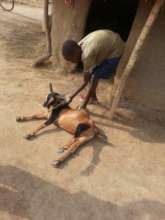 david taking care goats
