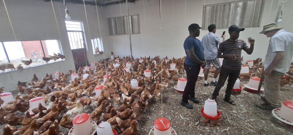 Chicken Cooperative