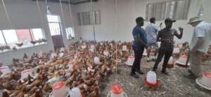 Chicken Cooperative