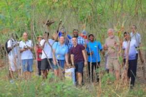 Harvesting cassava at the school garden