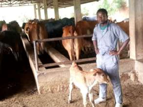 Moses with his cows