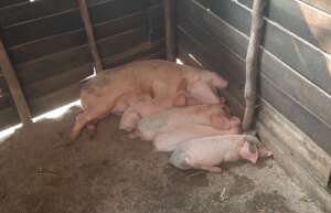 Our Pig Rearing Project