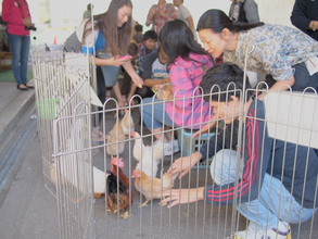 Mini Zoo project