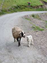 Mama sheep hard at work growing wool and lambs