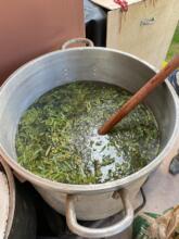 Molle pepper for dyeing gray