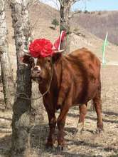 Cow ready for new family