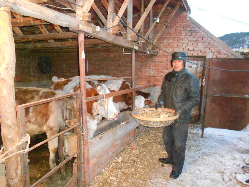 Yu Zhanjun feeds his cattle.