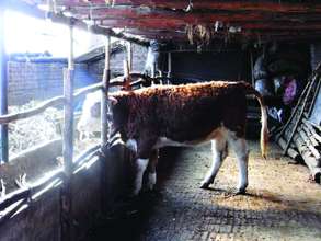 Gift breeding cattle