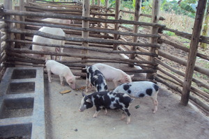piglets given to the Mobile young farmers group