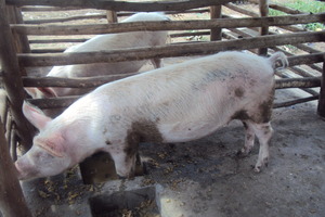 piglets given to the group members