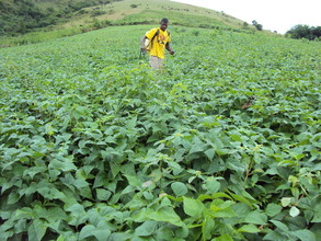 effort to control pests and diseases