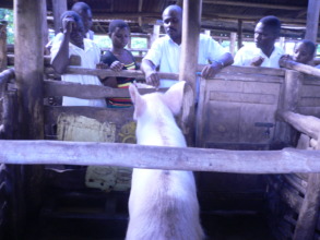 Trainees learning more about piggery managment