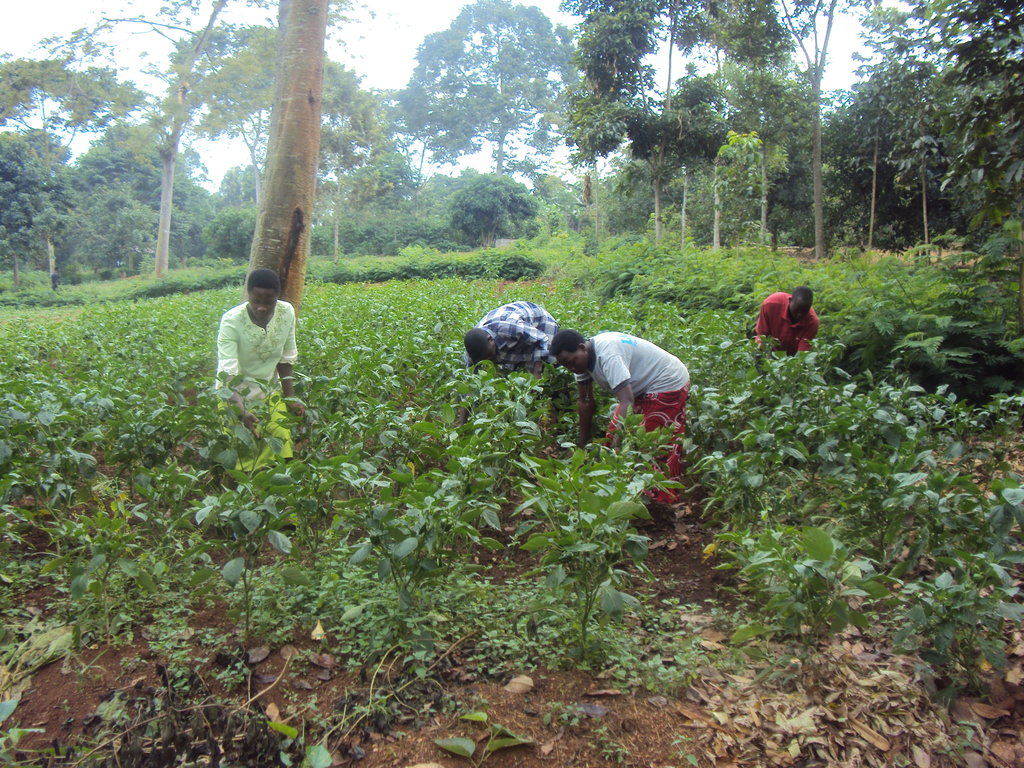Uganda: Empowering Orphans to Become Entrepreneurs