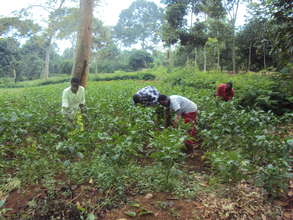 Kitovu Mobile Farm School