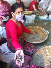 Sorting of Coffe Beans by Hand