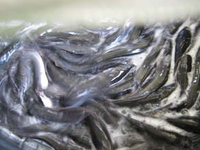A lot more fish from the farm