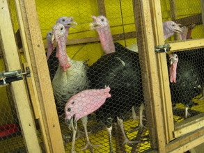 Our Turkey in the farm