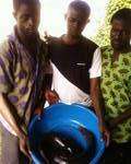 Kevin, Kehinde and Goke harvest from the farm