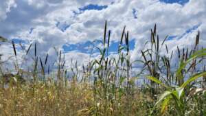 Millet grown for school feeding programmes